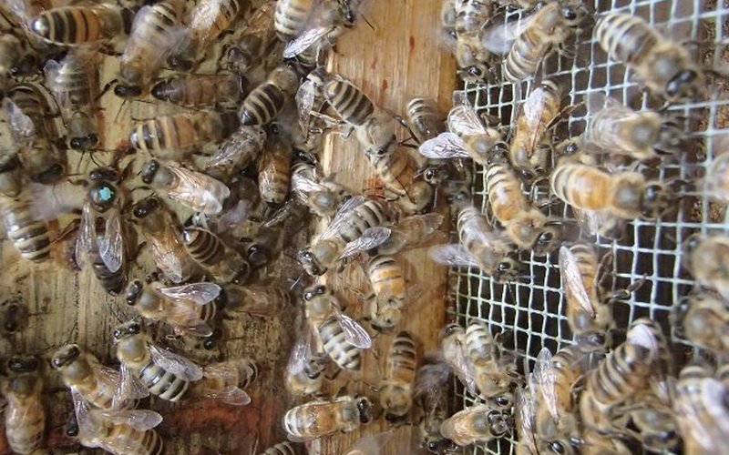 Пчеловодство в России: самые лучшие породы пчел