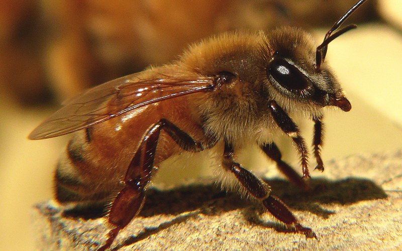 Среднерусская порода пчел: фото, видео и характеристика