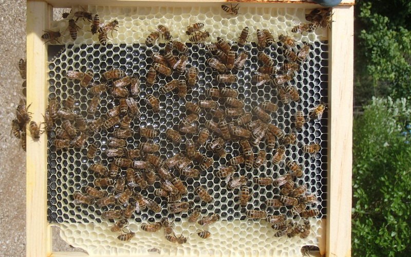 Параметры устройства пчелиного улья