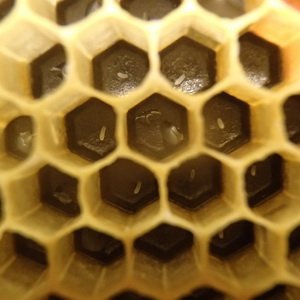 Как влияет уменьшение пространства в улье на рост пчелиной семьи