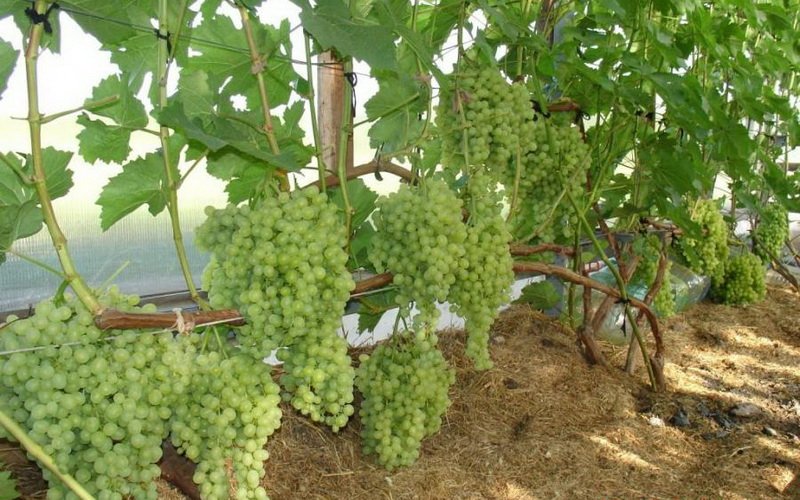 Какие ещё сорта винограда самые зимостойкие? фото