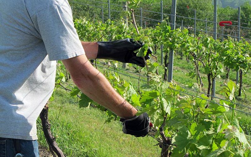 Способы формирования лозы винограда для начинающих (с фото и видео)