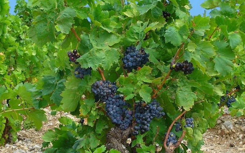 Группы сортов винограда: фото и характеристика