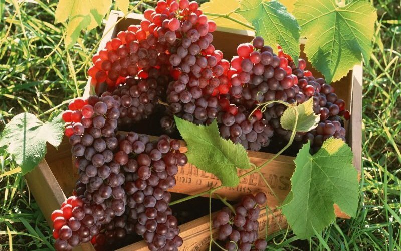 На фото сорт винограда Матраса