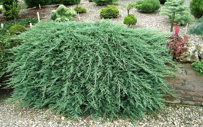 Можжевельник - Juniperus