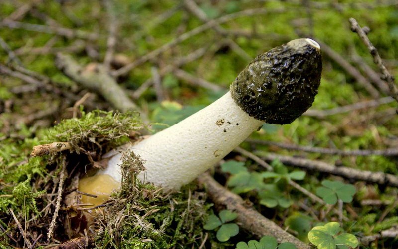 Где растет гриб веселка и как он выглядит