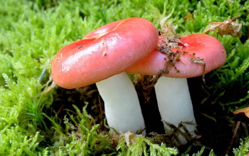 Лесные грибы сыроежки светло-желтая и бледно-охристая: фото и описание