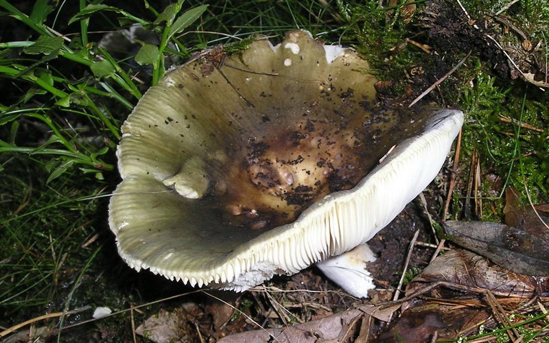 Как выглядят грибы сыроежки вильчатая и выцветающая (с фото)