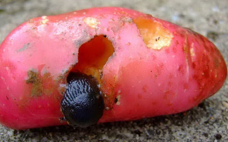 На фото вредители картофеля слизни