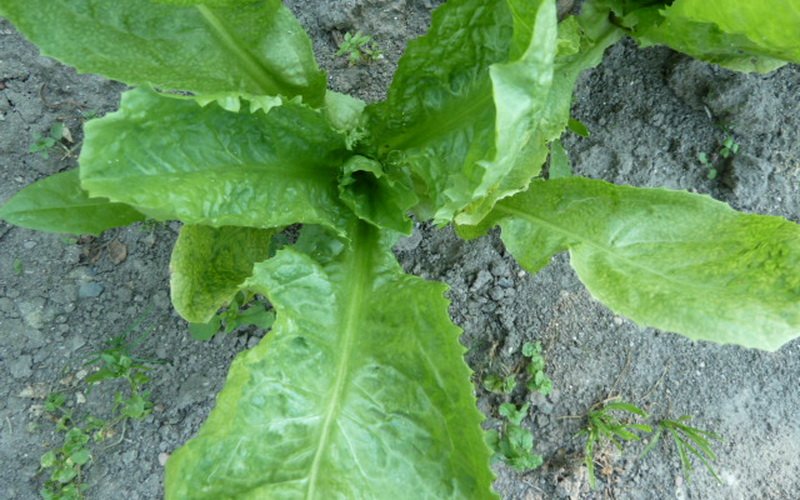 На фото Ложная мучнистая роса листьев салата