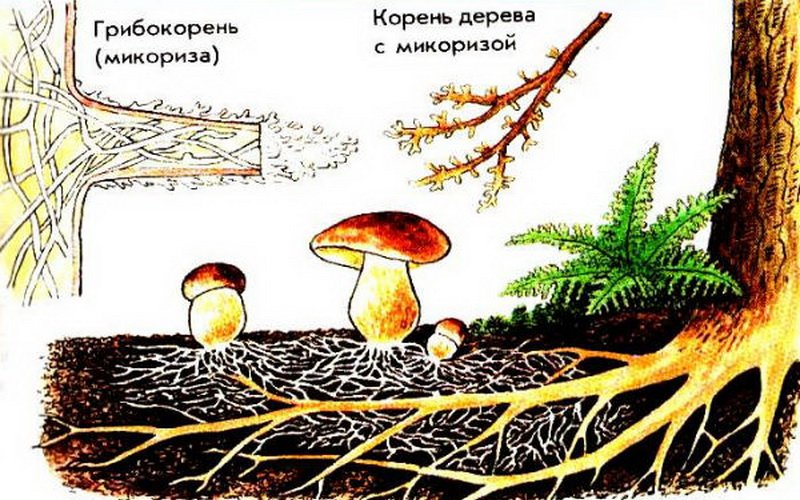 Симбиоз грибов с корнями высших растений 