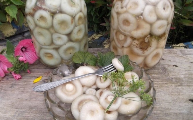 Заготовка грибов способом соления: рецепты с видео фото