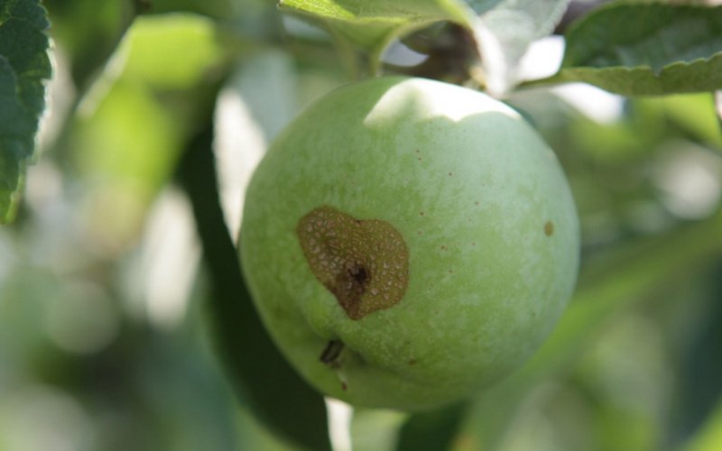 Неинфекционные болезни яблонь и их лечение (с видео)
