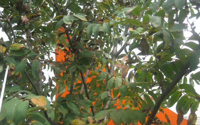 Кладоспориозная пятнистость листьев рябины.
