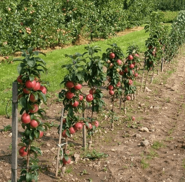 посадка яблони