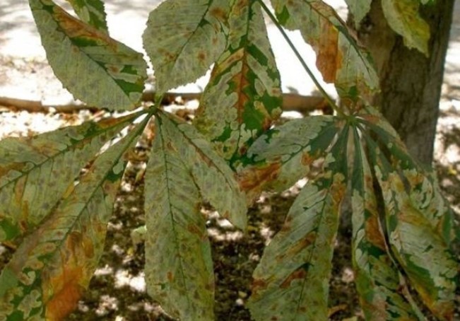 Поражение листьев каштановой молью