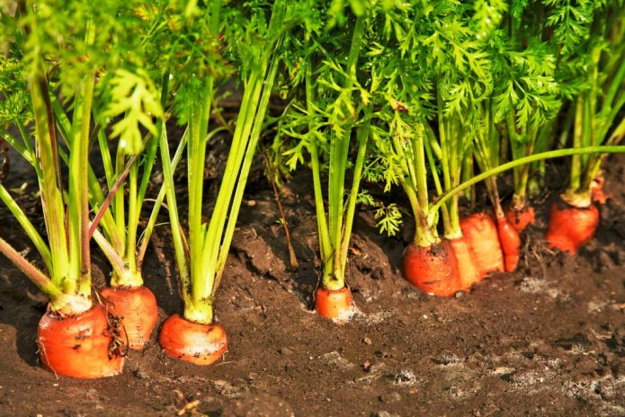 Первый урожай моркови
