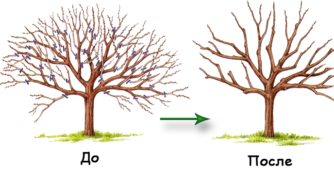 Дерево до и после осенней обрезки
