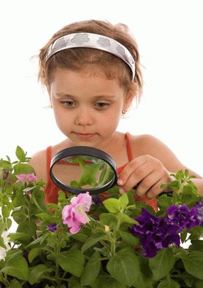 Растения для детской, - какие цветы полезны, а какие нет