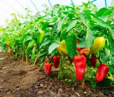 5 советов от моей свекрови по выращиванию вкусного и хрустящего перца
