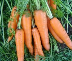 Агротехника выращивания моркови и описание сортов