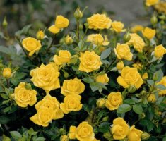 Розы миниатюрные: описание и выращивание в саду