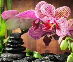 Будут цвести круглый год: 3 правила полива орхидей