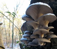 4 вида грибов, которые можно собрать в зимнем лесу