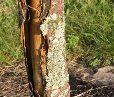 3 ошибки дачников, из-за которых на плодовых деревьях лопается кора