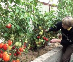 Как ухаживать за помидорами – борьба с фитофторой