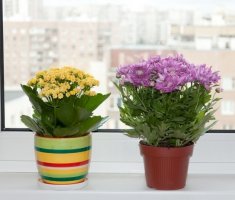 10 удобрений, которые продлят цветение растений зимой