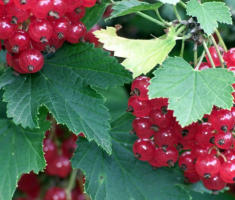 Красная смородина Сахарная — правила выращивания сладкой ягоды на юге и севере￼