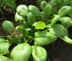 Как правильно сеять салат, шпинат, укроп, редис