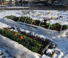 6 дел, которые садоводу нужно не забыть в декабре