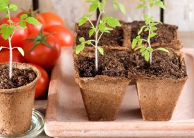 Как вырастить рассаду помидор в домашних условиях