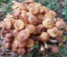 5 съедобных грибов, которые можно без особого труда вырастить у себя дома