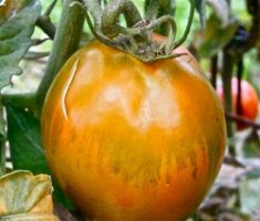 6 причин, почему помидоры на грядках потрескались
