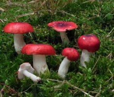 Съедобные грибы рода Сыроежки: описание видов