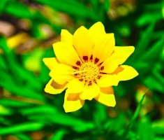 К чему дарят жёлтые цветы: стоит ли верить в приметы?