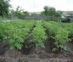 Выращивание картошки и уход за картофелем на даче