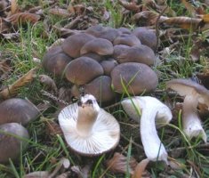Съедобные и несъедобные виды грибов рядовки: фото и названия