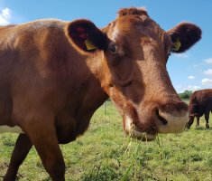 Полезная подборка: 10 вещей, которые нельзя давать есть коровам
