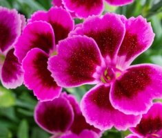 7 растений для клумбы, которые не требуют полива