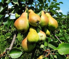 5 способов ускорить плодоношение груши