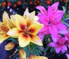 Посадка лилий осенью — когда и как посадить цветы в открытый грунт