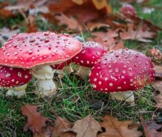 8 растений, которые нельзя выращивать на дачном участке