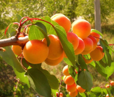 Прививка абрикоса на сливу, в том числе весной: можно ли это делать, сроки, как привить, видео