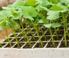 Огурцы из семян: 5 хитростей для выращивания сильной рассады