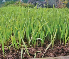 Рожь как сидерат: когда сеять для улучшения почвы, отзывы, для каких растений подойдет, фото