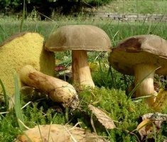 Моховик: фото и описание гриба